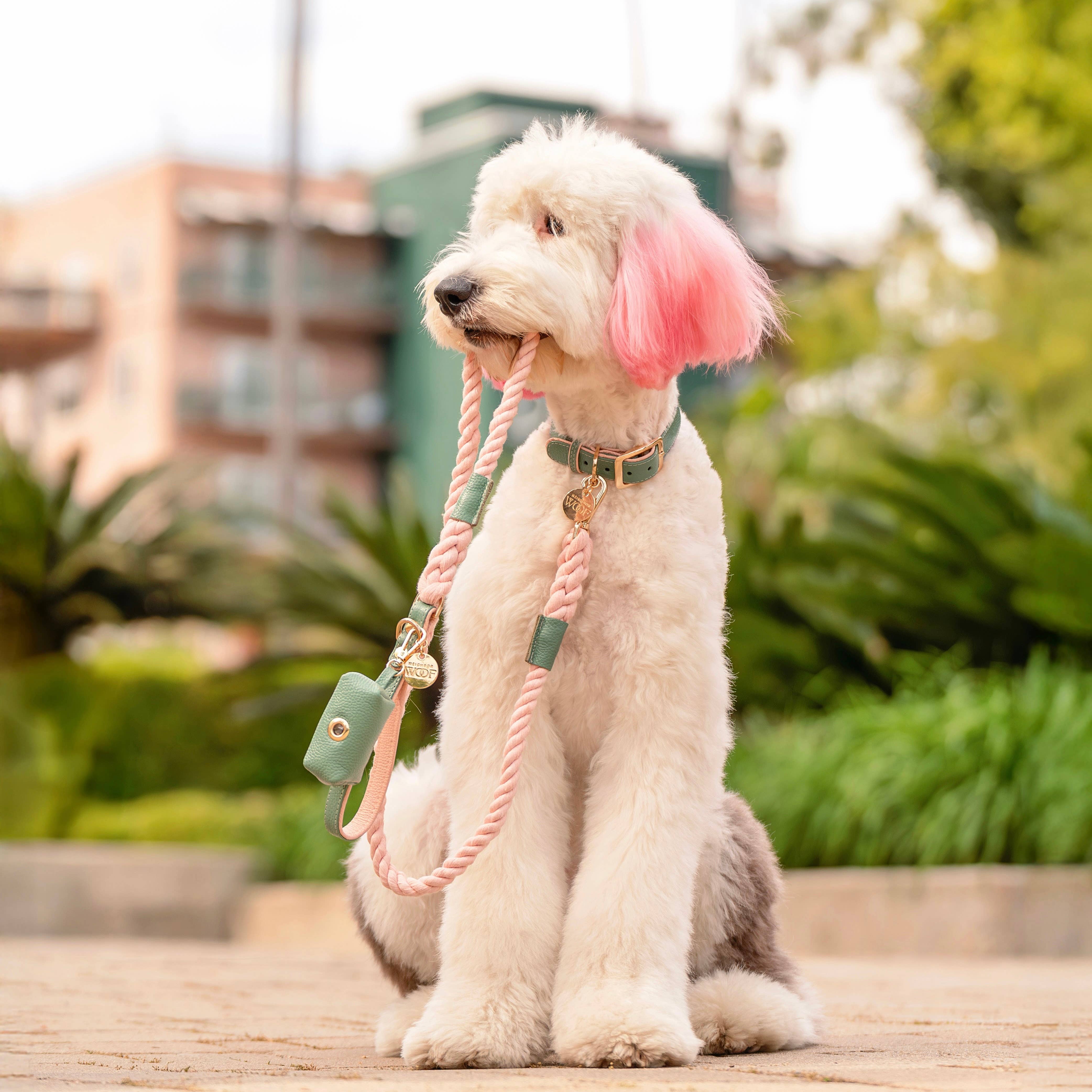 Beverly Hills Dog Collar