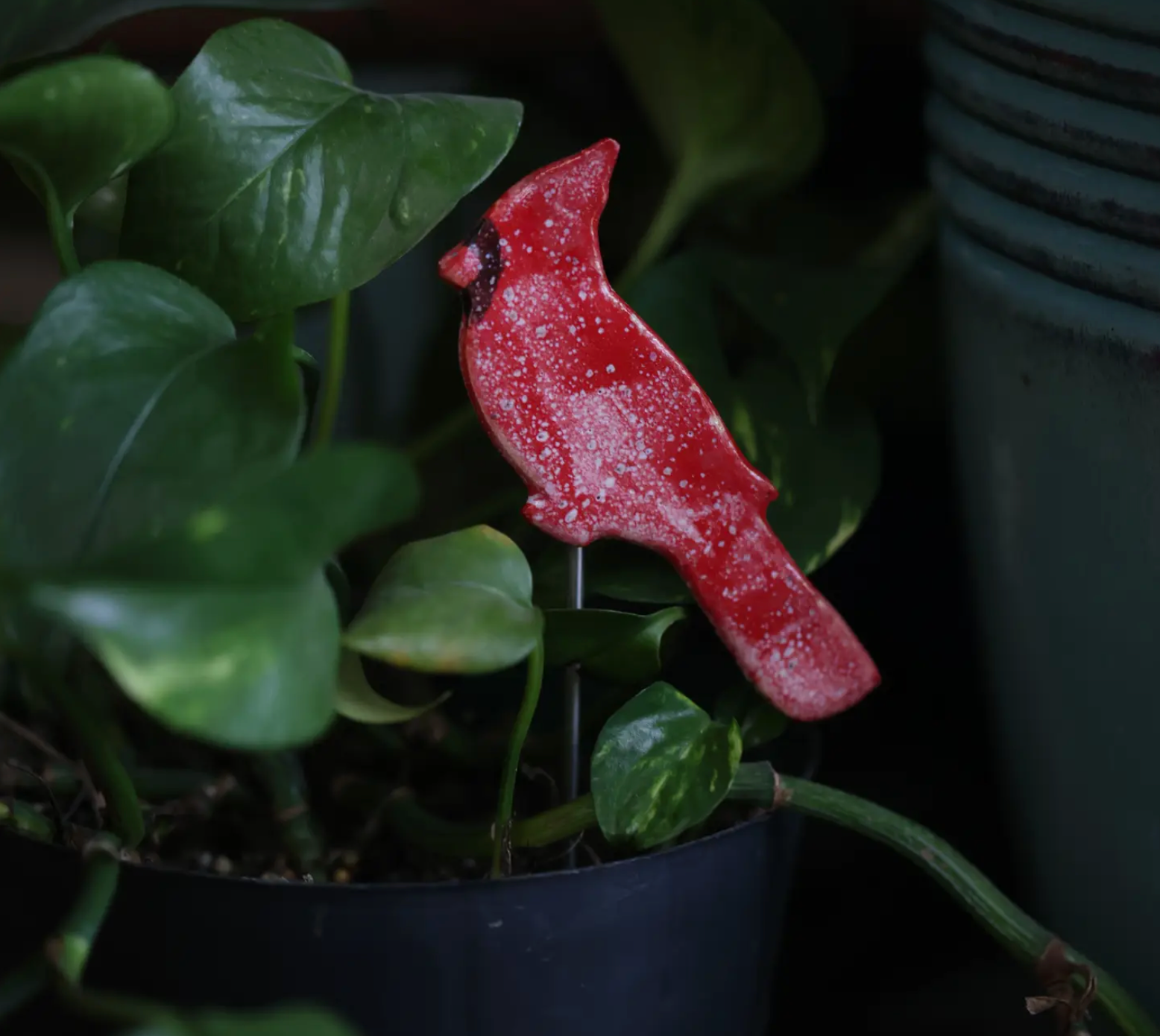 Plant Buddies